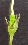  Calyx and Ovary